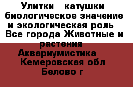 Улитки – катушки: биологическое значение и экологическая роль - Все города Животные и растения » Аквариумистика   . Кемеровская обл.,Белово г.